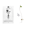 Japanese Medicinal Herb Seeds - Pack of 5