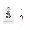 Japanese Medicinal Herb Seeds - Pack of 5