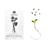 Japanese Medicinal Herb Seeds - Pack of 5
