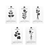 Japanese Medicinal Herb Seeds - Pack of 5