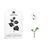 Japanese Medicinal Herb Seeds - Pack of 5