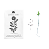 Japanese Medicinal Herb Seeds - Pack of 5